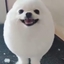egdog history logo
