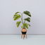 [simsbygia] growing together monstera separated logo