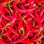 Abysmal Pepper Pack logo