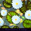 Marla waterlilies_RF logo