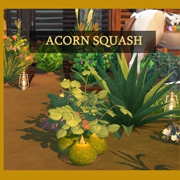 Harvestable Acorn Squash