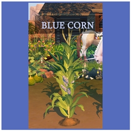 Harvestable Blue Corn