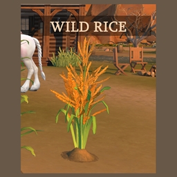 Harvestable Wild Rice