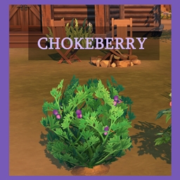 Harvestable Chokeberry
