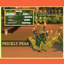 Harvestable Prickly Pear Plant