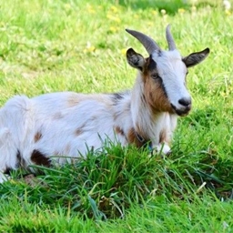 CRAFTYGOAT