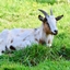 CRAFTYGOAT logo