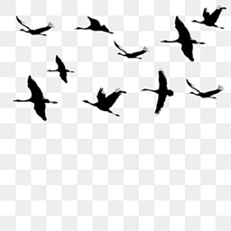 Bird Gang Gamin