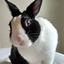 Bunny Hope Package logo