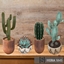 Boho cactus set logo