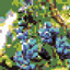 Blueberries & Builders logo