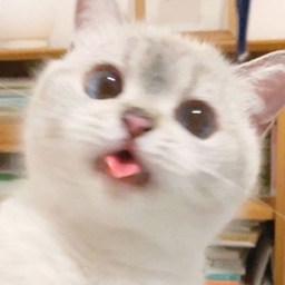 Cat's Galore ReImagined