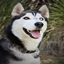 Huskies logo