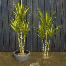 Sugar Cane by BrazenLotus Spanish translation