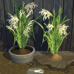 Rice by BrazenLotus Spanish translation