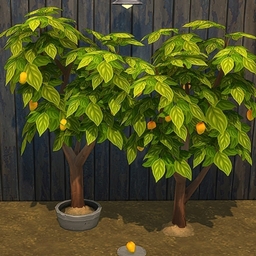 Mango by BrazenLotus Spanish translation