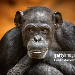 Macacos em Pensamento