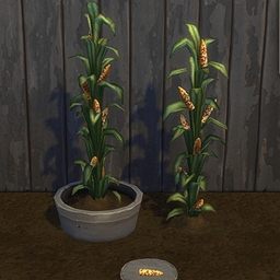 Sweet corn by BrazenLotus Spanish translation