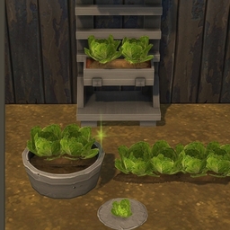 Lettuce by BrazenLotus Spanish translation