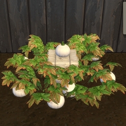 White Pumpkin by BrazenLotus Spanish translation