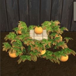 Pale Orange Pumpkin by BrazenLotus Spanish translation