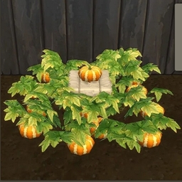 Orange Heirloom Pumpkin by BrazenLotus Spanish translation