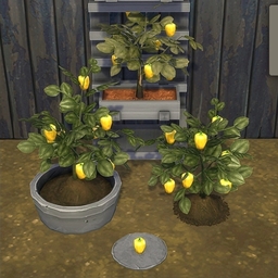 Yellow Bell Pepper by BrazenLotus Spanish translation