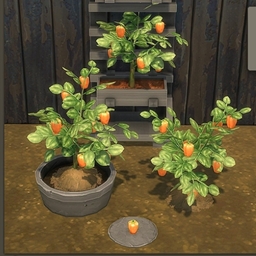 Orange Bell Pepper by BrazenLotus Spanish translation