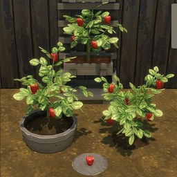 Red Bell Pepper by BrazenLotus Spanish translation