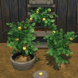 Yellow Tomato by BrazenLotus Spanish translation