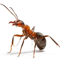 Anti Nauseating Tech (ANT) Pack logo