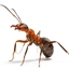 Anti Nauseating Tech (ANT) Pack logo