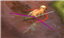 Stalker Zone