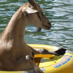 Goats In Boats project image