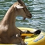 Goats In Boats logo