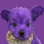 What if this dog was purple? logo