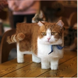 cool dogs and cats pack project image