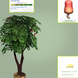 Cashew (harvestable) by Pied Piper Spanish translation
