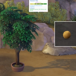 Hazelnut (Harvestable) by Pied Piper Spanish translation