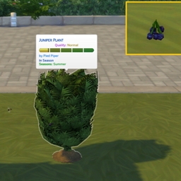 Juniper berry (harvestable) by Pied Piper Spanish translation