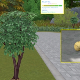 Walnut (harvestable) by Pied Piper Spanish translation