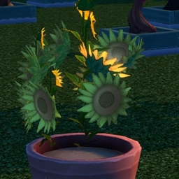 Harvestable sunflower by Pied Piper Spanish translation