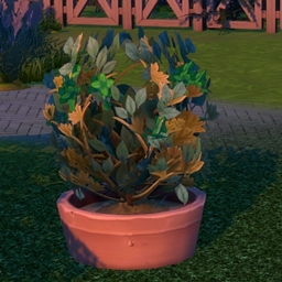 Harvestable Stevia by Pied Piper Spanish translation