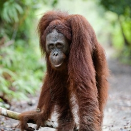 PrimateCraft - Minecraft Modpacks - CurseForge