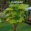 HARVESTABLE KUMQUAT(ORANGES FROM CHINA) by icemunmun Spanish translation logo