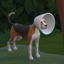 Treat Sick Pet At Home logo