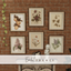 Evelyn frames logo