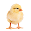Fragile Newborns logo