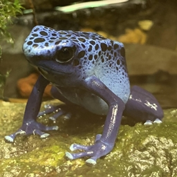 Wacky Frog Pack
