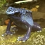 Wacky Frog Pack logo